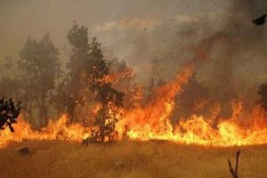 ۲۰ هکتار از جنگل‌ های بخش آسارا در آتش سوخت