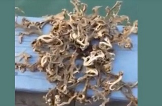 فیلم/ صید حیوان عجیب دریایی با صدها شاخک در سنگاپور