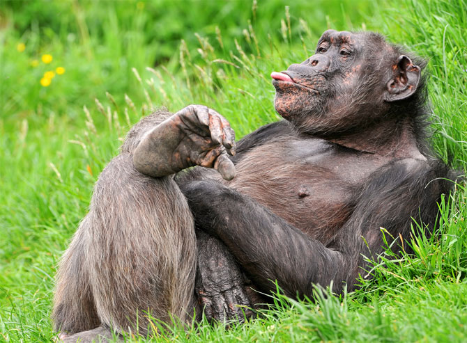 شامپانزه ها هر روز برای صبحانه شان برنامه ریزی می کنند