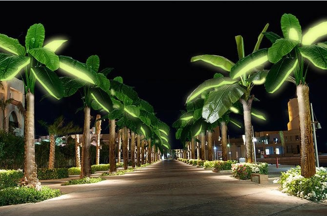 روشنایی خیابان با درخت نخل خورشیدی+تصاویر