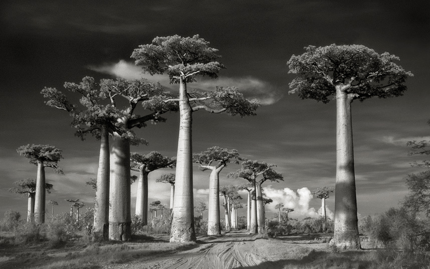کهن ترین درختان دنیا + تصاویر