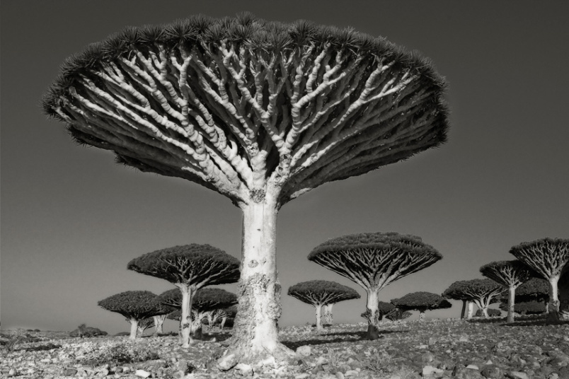کهن ترین درختان دنیا + تصاویر