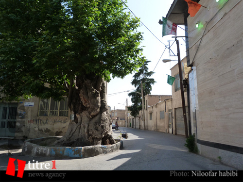 ناگفته های سکونت امام خمینی (ره) درکرج/ ماجرای عاشقی که درخت آقا روح الله را کاشت + تصاویر