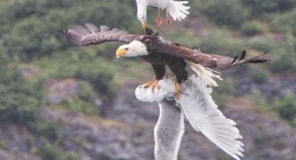 حمله چندین مرغ دریایی به عقاب بخت برگشته + تصاویر