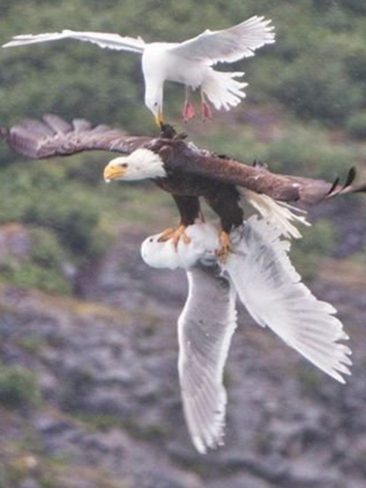 حمله چندین مرغ دریایی به عقاب بخت برگشته + تصاویر