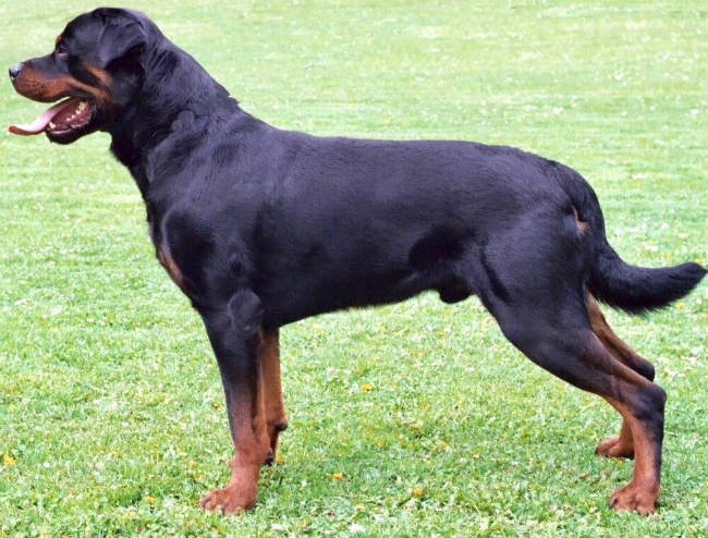 11 نژاد از خطرناک ترین سگ های دنیا