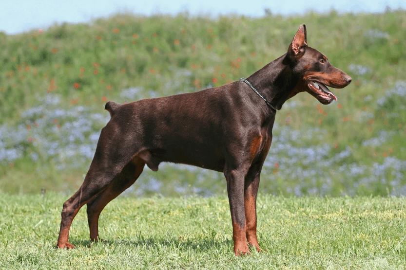 11 نژاد از خطرناک ترین سگ های دنیا