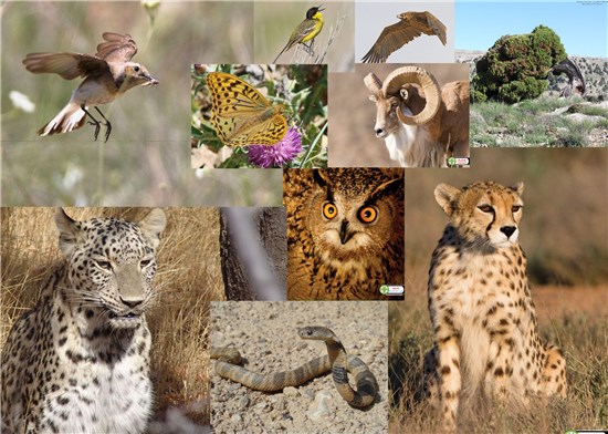 ایران در بین مگادایورس های جهان/ کشوری دارای بیشترین تنوع زیستی گیاهی و جانوری در جهان