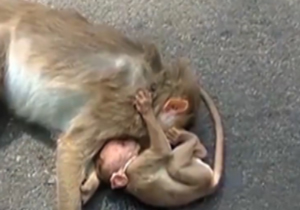 صحنه‌ای بسیار ناراحت کننده از علاقه بچه میمون به مادرش/ فیلم