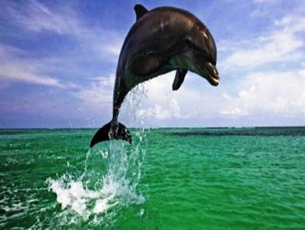 دلفین های قشم در تور ماهیگیری اسرائیلی!