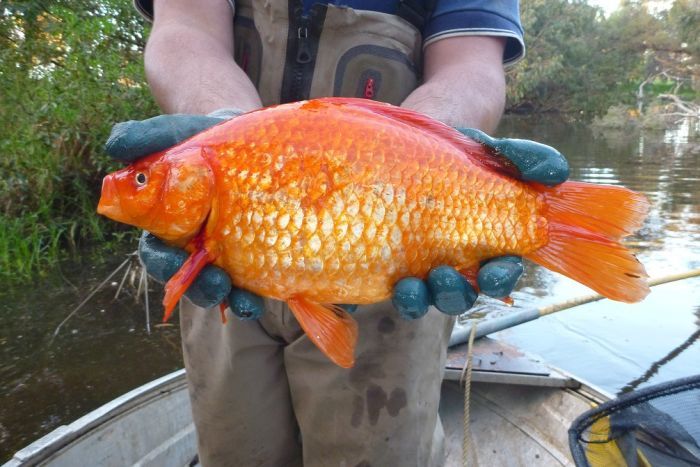 بزرگترین ماهی قرمز دنیا