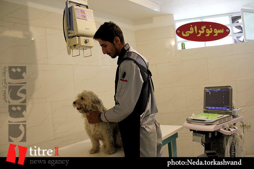 نقش دامپزشکان ایرانی ناشناخته مانده است/ جامعه به آگاه سازی نگهداری از حیوانات خانگی خاص به طور جدی نیاز دارد