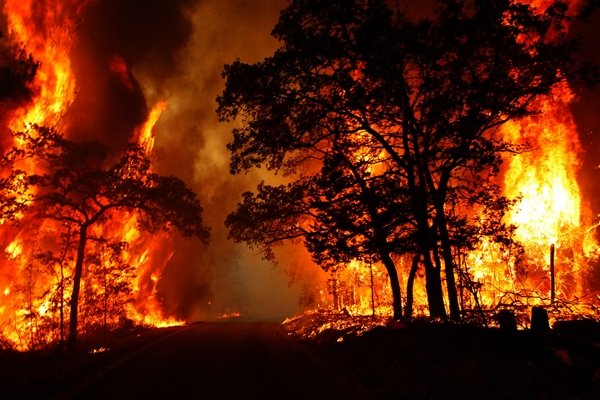 تغییرات آب و هوایی موجب تشدید آتش سوزی ها در جهان