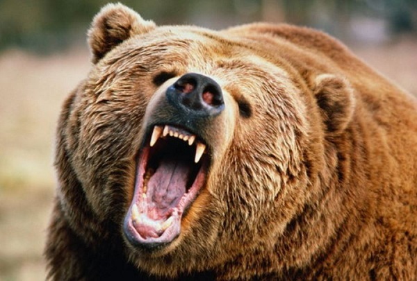 حمله ناگهانی خرس وحشی به مربی‌ در قفس + فیلم