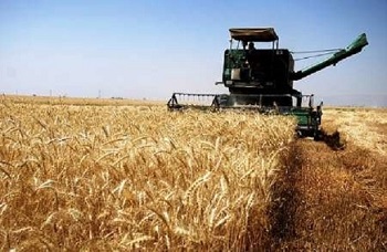 تولید بیش از دو هزار تن گندم در فردیس/ ۵۱۳ تن جو در فردیس برداشت شد