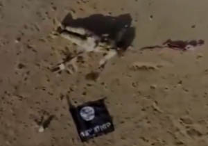 لاشه موش‌های داعشی در مرز سوریه و عراق + فیلم