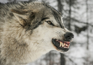 خودخوری یک گرگ به خاطر گرسنگی + فیلم