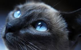 واکنشهای جالب یک گربه حین تماشای فیلمی ترسناک+فیلم