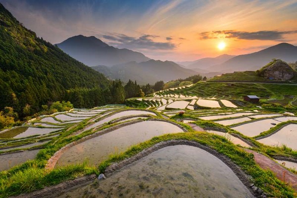 زیباترین مزارع برنج در آسیا + تصاویر/////تولیدی