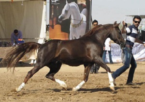 زیباترین اسب ایران را اینجا ببینید + فیلم