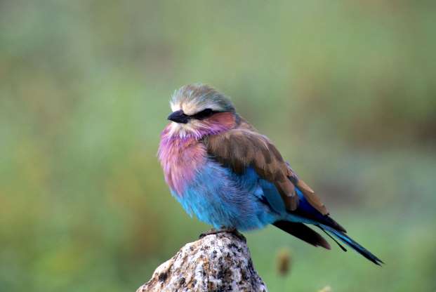 تصاویر زیبایی از پرندگان در سراسر دنیا