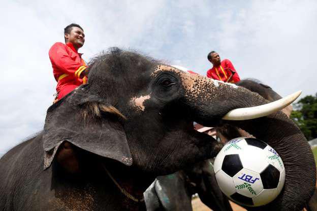 فیل های فوتبالیست در تایلند + تصاویر