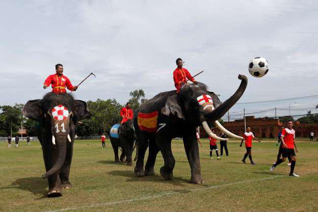 فیل های فوتبالیست در تایلند + تصاویر