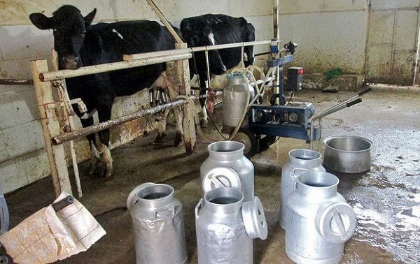 5 درصد شیر کشور معادل سالیانه 220 هزار تن در نظرآباد تولید می شود/ دو معضل پساب و تصفیه فاضلاب، گریبانگیر دام پروری های البرز