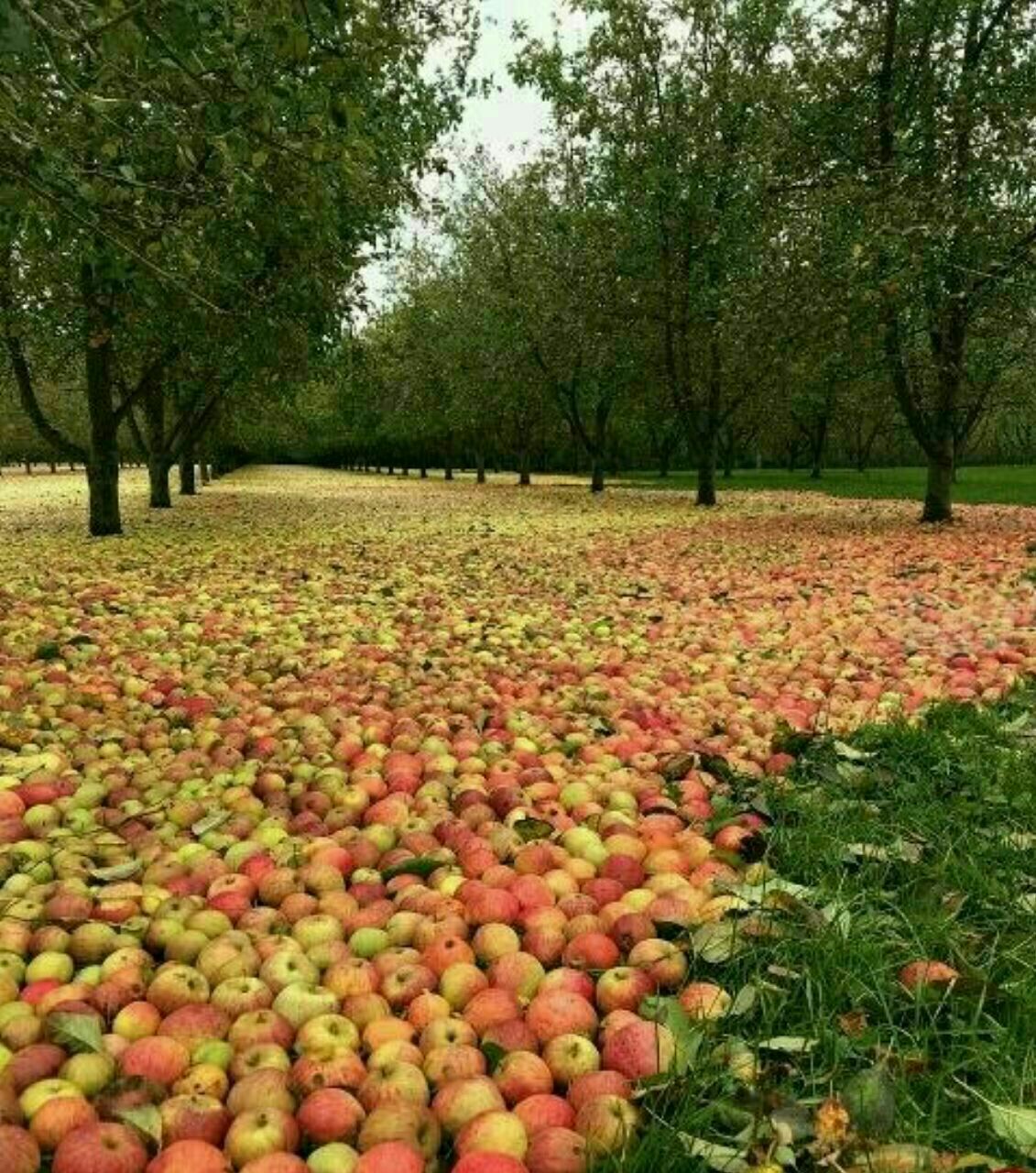 خشکسالی، ثمره احداث 3 هزار سد در کشور!/ ساخت بیش از 112 سد برای کاشت سیب، مرگ دریاچه ارومیه را رقم زد/ اقلیم کشور اسیر پروژه های مهندسی نشده وزارت نیرو