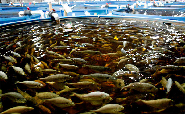 چالش های صنعت آبزی پروری البرز/60درصد پرورش دهندگان ماهی فصلی کار می کنند