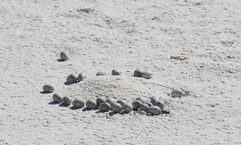 کار بسیار زشت و زننده/ بازیکنان والیبال ساحلی در آلاباما آمریکا صدها پرنده را کشتند