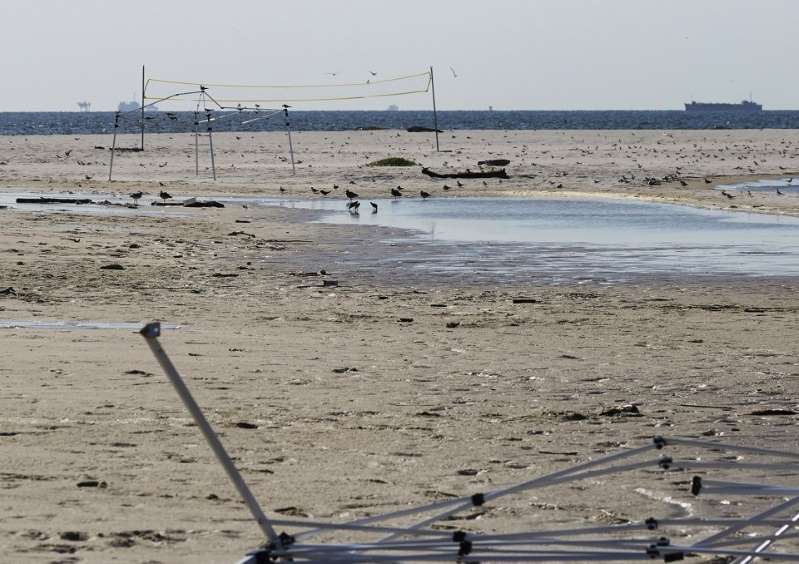 کار بسیار زشت و زننده/ بازیکنان والیبال ساحلی در آلاباما آمریکا صدها پرنده را کشتند
