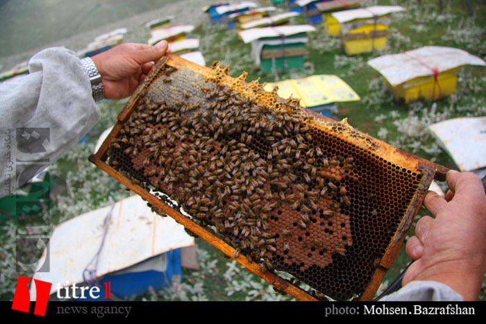 ظرفیت بالای البرز در صنعت زنبورداری/ مهاجرپذیری آسیبی برای زنبورداری استان