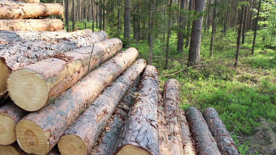 قطع درختان جنگلی گرانبها توسط پنتاگون به دلیل گسترش پایگاه نظامی در لهستان