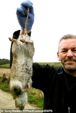 کشف بزرگترین موش در انگلستان/ عکس