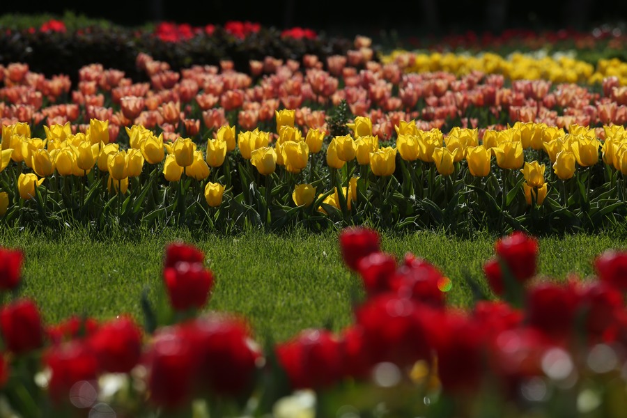 هفتمین جشنواره لاله ها به گُل نشست/ 300 هزار گل لاله در 16 واریته پذیرای علاقه مندان است