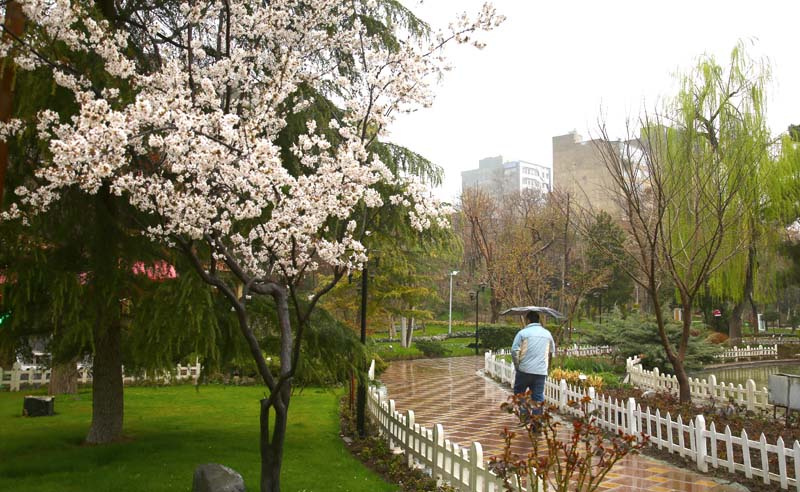 خودنمایی شکوفه های بهاری در باغ گلهایِ کرج + تصاویر