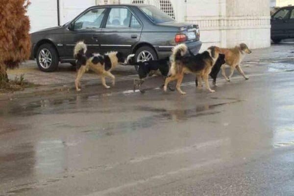 انتقال سگ های بلاصاحب به کلینیک عقیم سازی در حلقه دره کرج