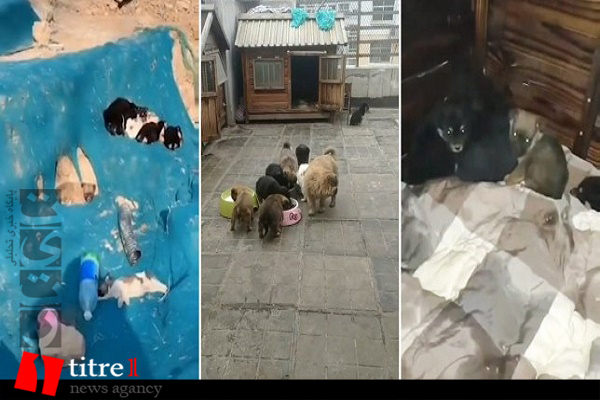 هزاران حیوان گرسنه در ووهان چین/ سگ و گربه ها آلوده به ویروس کرونا نیستند