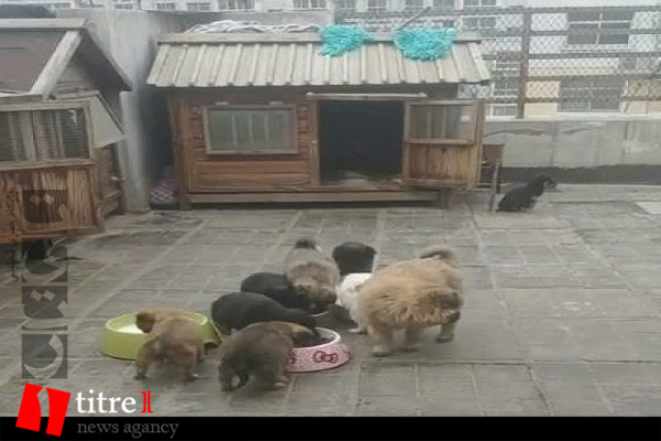 هزاران حیوان گرسنه در ووهان چین/ سگ و گربه ها آلوده به ویروس کرونا نیستند