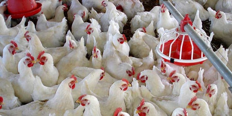 4 میلیارد دلار ارز هرز رفت/ ظرفیت صادرات 800 هزار تن مرغ در معرض خطر