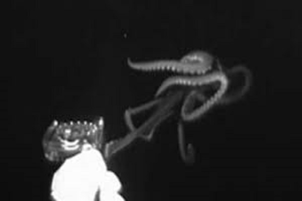 موجودی شبیه به کابوس/ ماهی مرکب عظیم الجثه در خلیج مکزیک + عکس