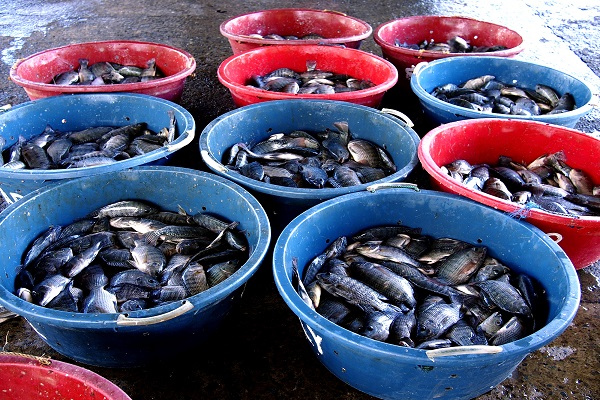 ماهیگیری که با بلعیدن ماهی زنده خفه شد