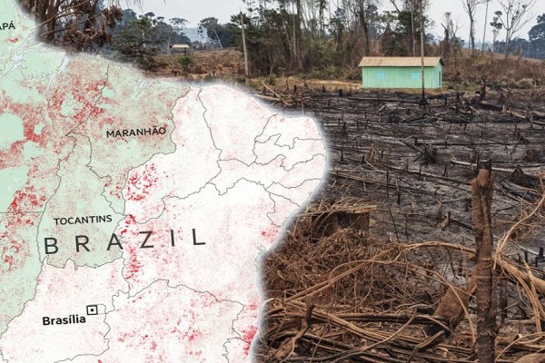 مدافعان برزیلی جنگل ها قربانی جنگل زدایی شبکه های جنایتکار می شوند/ خشونت و ارعاب، تعهدات تغییرات آب و هوایی را به خطر می اندازد