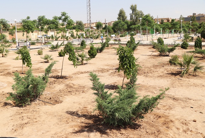 کاشت درختان کاج آلرژی زا با سیاست های غلط القایی در کشور/ مصرف 90درصدی آب به نام کشاورزی به کام چمن!  + فیلم