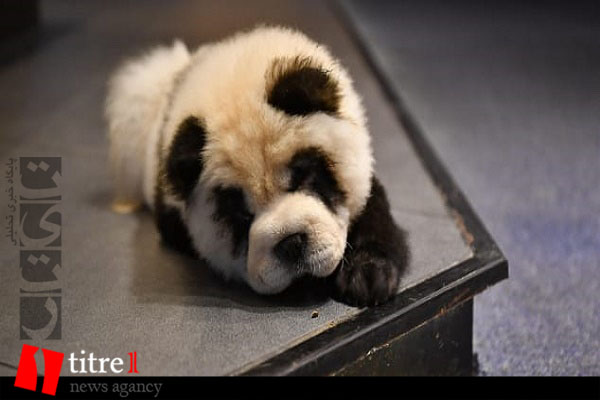 خشم کاربران شبکه اجتماعی چین به خاطر رنگ کردن سگ ها! + تصاویر
