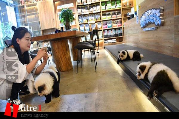 خشم کاربران شبکه اجتماعی چین به خاطر رنگ کردن سگ ها! + تصاویر