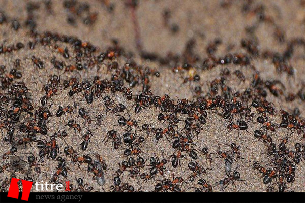 فرار یک میلیون مورچه آدمخوار از پناهگاه هسته ای!