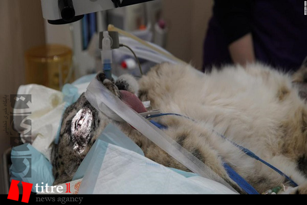 اولین عمل جراحی آب مروارید جهان برای پلنگ برفی + تصاویر