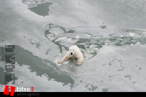 طی قرن جاری، قطب شمال عاری از یخ می شود